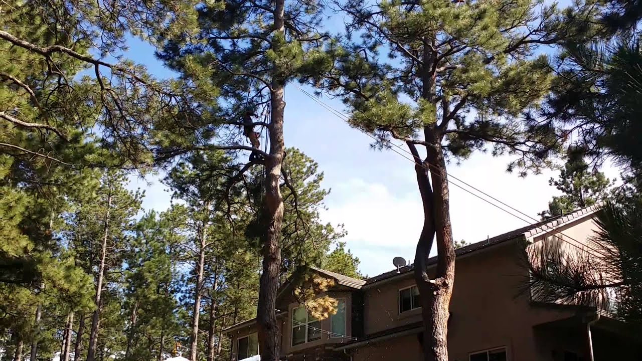 Work Smarter NOT Harder ! Tree trimming zip line! 2015 Chrissy & Johnny