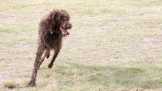 The Amazing German Wirehaired Pointer: A Breed History and Overview