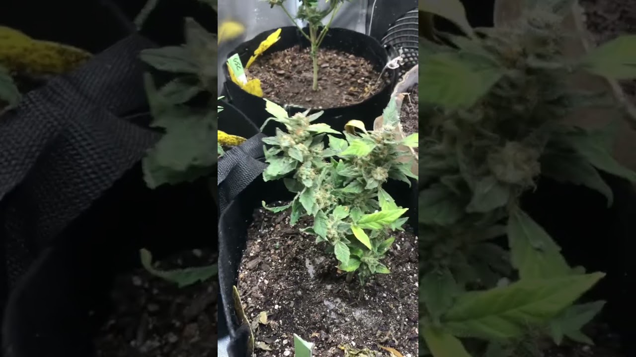 Harvest day is here! Week 9 of flower