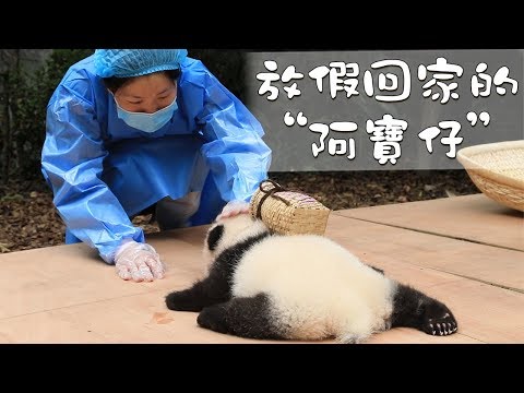 《熊貓早晚安》放假回家的“阿寶仔” | iPanda熊貓頻道