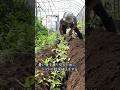 【家庭菜園】酷暑対策　トマトの超深植え　おまかせ菜園フクダ流