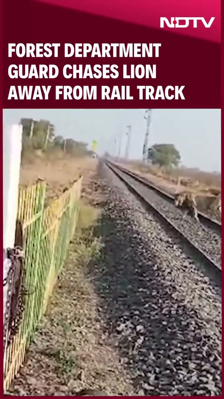 Forest Department Guard Chases Lion Away From Rail Track