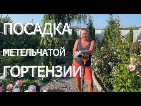 ПОСАДКА ГОРТЕНЗИИ | Как посадить гортензию из горшка в грунт