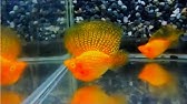 Balloon Molly Fry Babies 1 Week Old Mollies Youtube Balloon Molly Fry Babies 1 Week Old Mollies Youtube