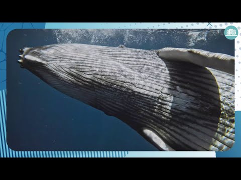 Ballena jorobada | Química orgánica🔬