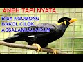 VIRAL! Burung beo bisa ngomong seperti manusia/lucu banget