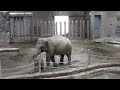 アジアゾウ親子　パールと赤ちゃん　Asian elephant mom and baby　Pearl and baby elephant 230918
