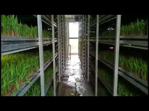 আমেরিকান ডেইরি লিমিটেড এর হাইড্রোপোনিক প্রকল্প