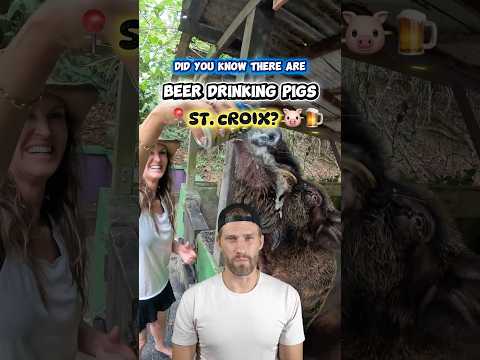 Beer Drinking Pigs Are Real… And We Found Them 🐷🍺