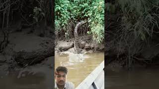 #wildlife #snake #nature #animals #reptiles #wilderness #python #scary #footage #explorer