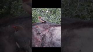 Symbiosis 🤲🏻 #wildlife  #southafrica #blupebblestours #animals #wildanimals #guide #buffelo