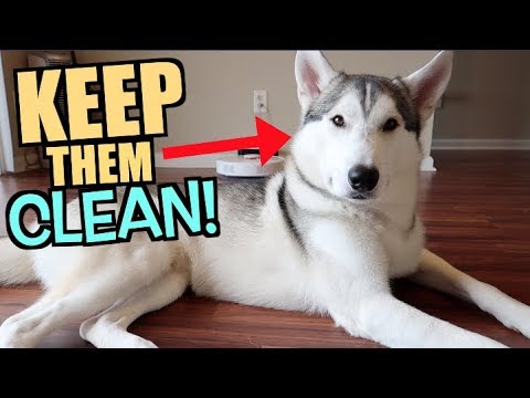 3 Secrets To Keeping Your Husky Fluffy, Clean And Soft!
