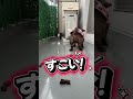 O..OH MY DOG #japan #satisfying #new #trending #viral #dog #mydog #shorts