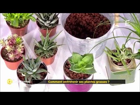 Comment entretenir ses plantes grasses ? - Marie Claire