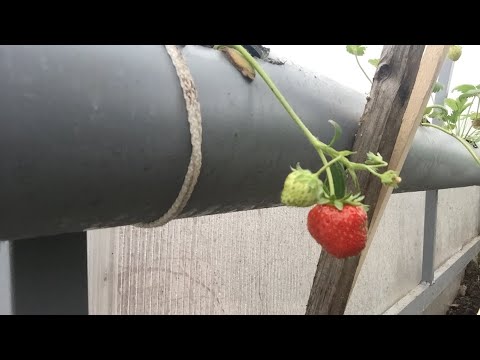Эксперимент посадки клубники и помидор удалая
