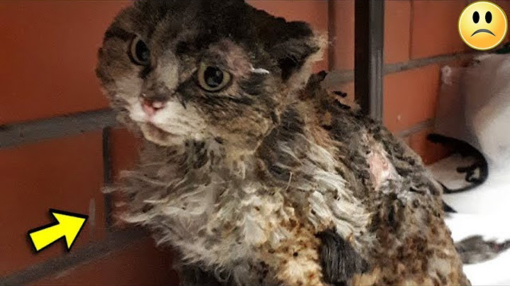 A man doused him with gasoline! The cat was crying and screaming