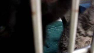 Kittens at Eight Weeks by animal0505 571 views 14 years ago 2 minutes, 9 seconds