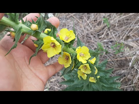 Video: Gordolobo De Flores Densas