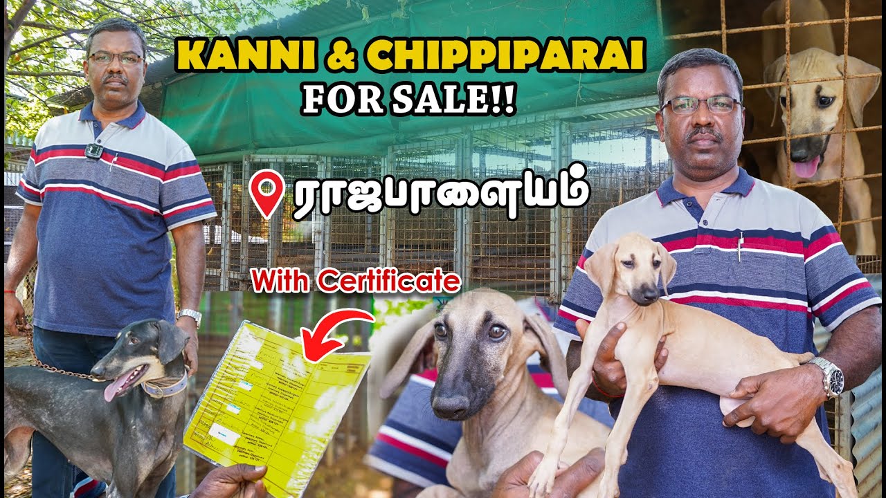 Kanni, Chippiparai Dogs Kennel - Native Breed Dogs - Puppies For Sale - Durai Frams Rajapalayam