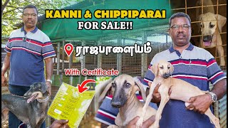 Kanni, Chippiparai Dogs Kennel  Native Breed Dogs  Puppies For Sale  Durai Frams Rajapalayam