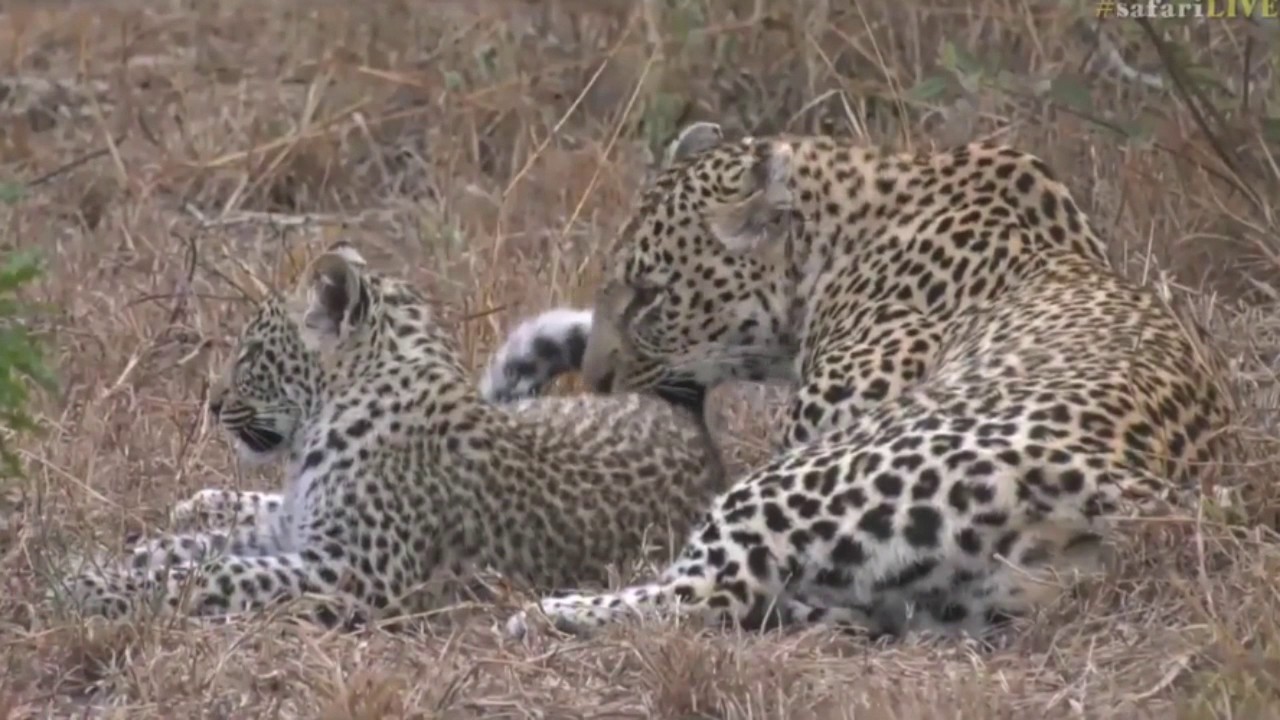 sindile faku July 07, 2017 - Sunrise -So nice to see Shadow with her healthy and very full Cub