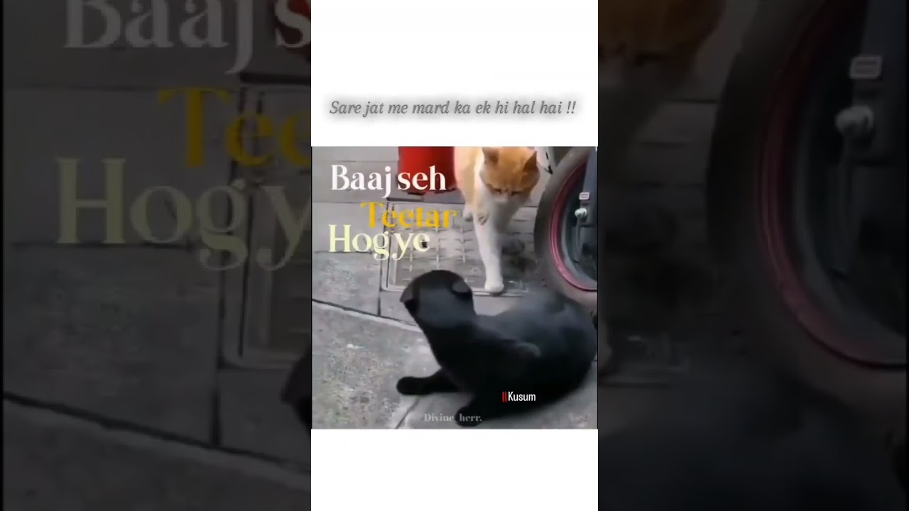 Balam mre cheater ho gye😆😂🤣|funy video|