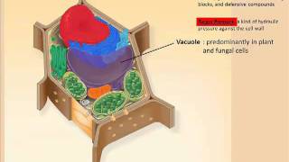 Vacuoles.mp4