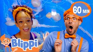 Aquarium of The Pacific | Educational Videos for Kids | Blippi and Meekah Kids TV