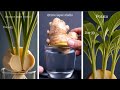 Garlic Ginger Potato Growing Time Lapse 🌱 | Amazing Regrowth