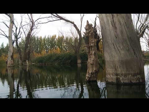Краски осени. Пруд и деревья в Full HD 1080р 60fps. Водоем. Коряги в пруду. Релакс-видео.