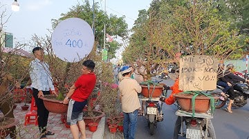 Vỡ Trận Chợ Hoa Tết Bến Bình Đông Hoa Xổ tràn lan nhà nhà đi mua hoa về chơi tết 2025