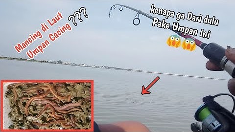 Woww Baru pertama kali Mancing di laut pake umpan Cacing|l ternyata Gacorr