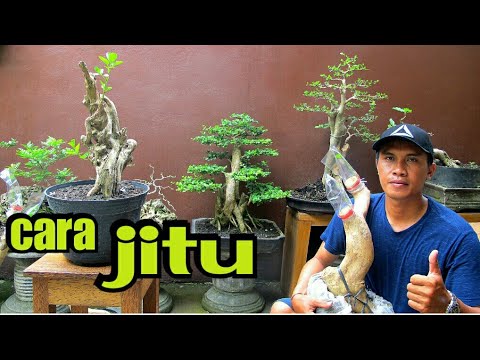 Video: Bagaimana cara merangkai bonsai?