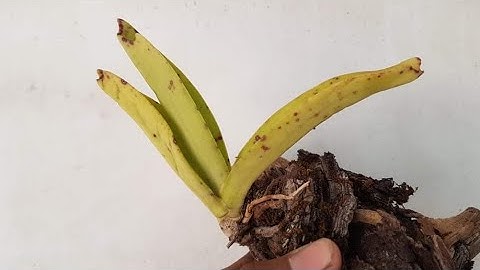 6 đơn Nghinh Xuân (Đai châu | ngọc điểm) Buôn đôn ngày 21.02.2021