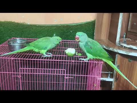 🦜🍎🍐 My Lovely Mitthu Enjoying Fresh Apple & Guava ❤️ | मिट्ठू का प्यारा फ्रूट टाइम 🥰