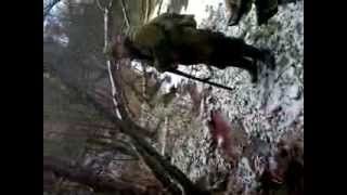 Охота на кабана в КЧР(Охота на кабана КЧР., 2013-08-20T14:58:12.000Z)
