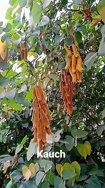 kauch#kewach # short video.