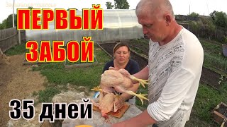 Забили бройлера в месяц  Вес месячного цыпленка  Деревенская жизнь Зауральского подворья