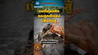 กบหักกระดูก☠️🐸 #story #zackdfilm #fyp