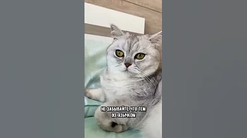 Вот почему никогда нельзя целовать кошек #коты #кот #shorts