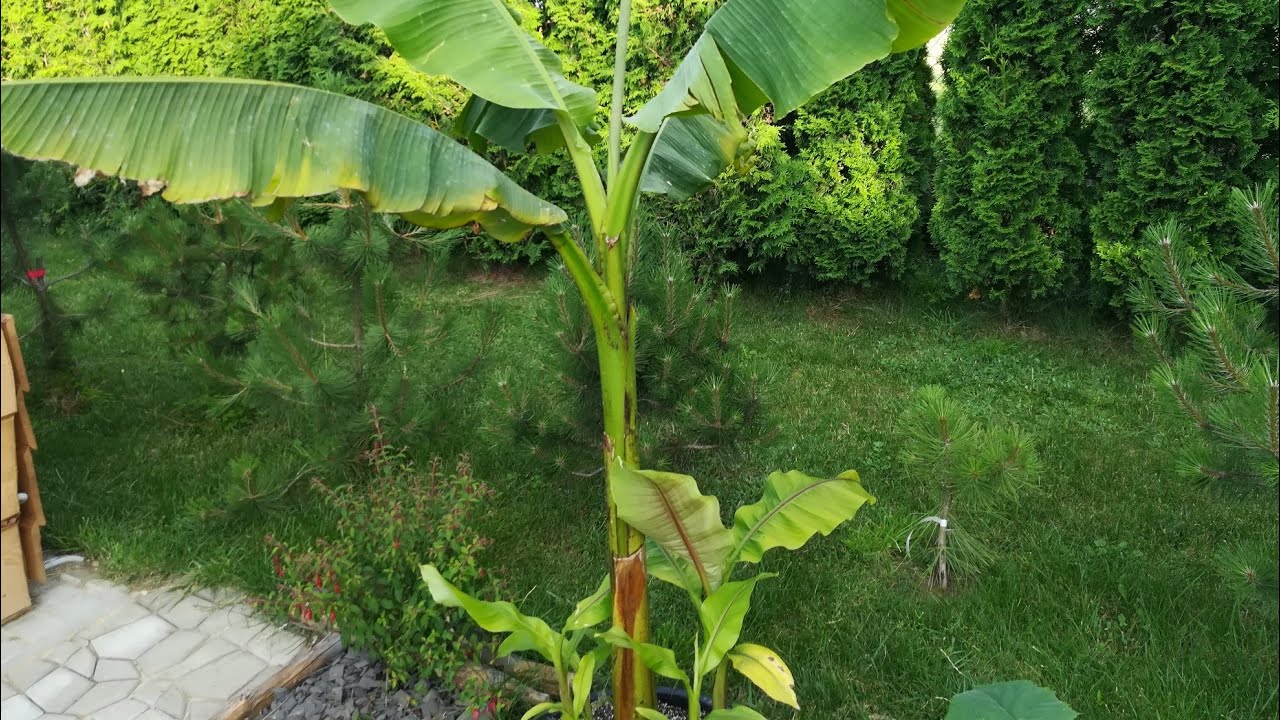 Musa Basjoo i jego odrosty - Najłatwiejszy w uprawie banan, gunera manicata, paulownia.🌱🌱🌱