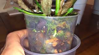 картинка: Дендробиум, уход в домашних условиях.