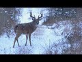 Hunting a 190 typical whitetail in alberta  canada in the rough