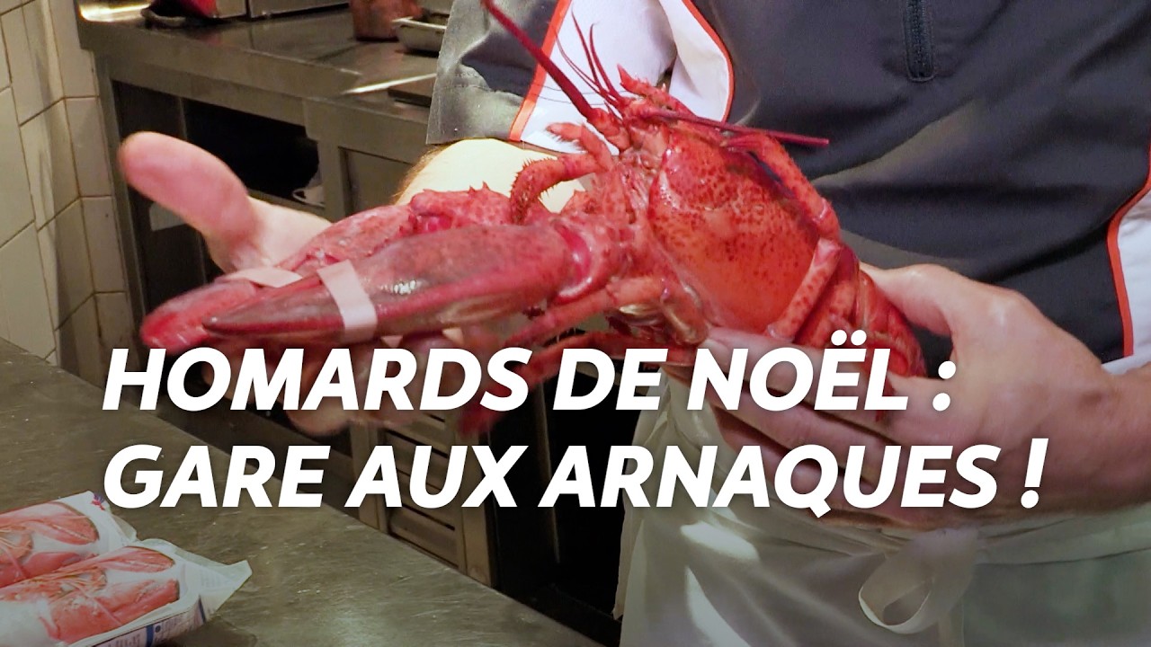 Homards pour Noël : attention aux arnaques ! Comment éviter les pièges ?