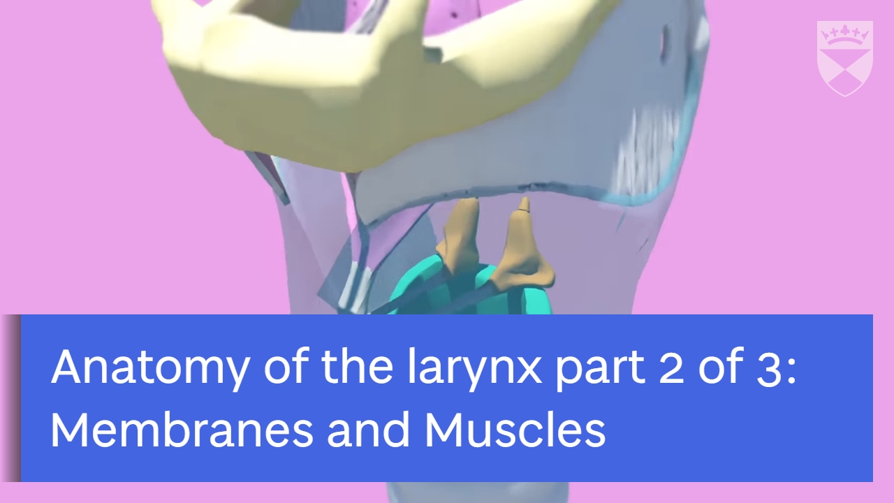 larynx anatomy