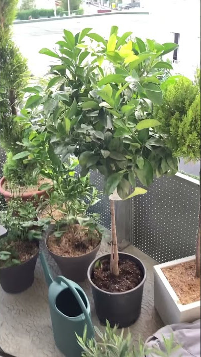 AGRUMES EN POT : JE LANCE UN VRAI VERGER SUR MON BALCON !!! 🌳🍊