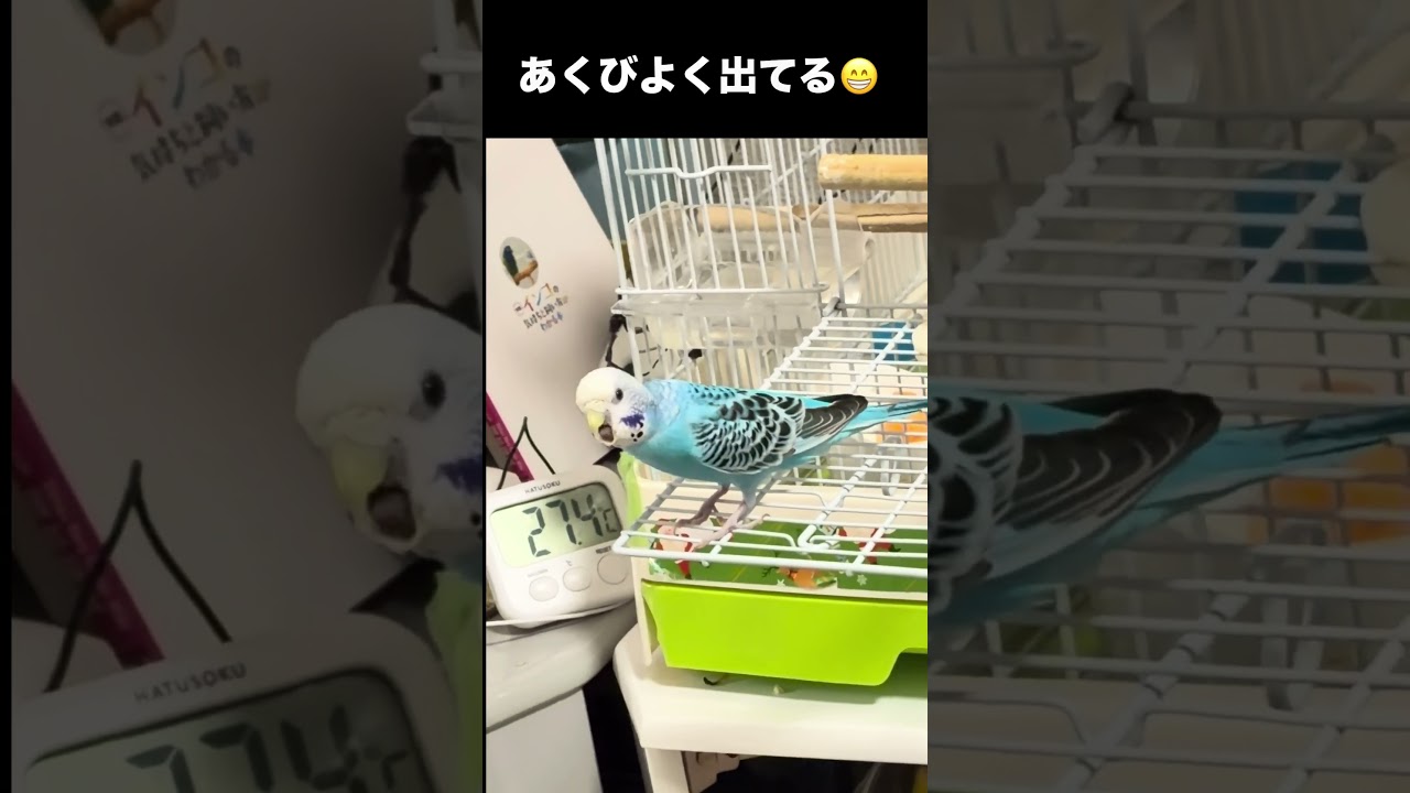396) A Lazy Sunday Morning 🦜 Sleepyhead parakeet? #Budgie