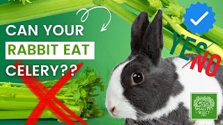 Attention Rabbit Owners! Can Rabbits Eat Celery?