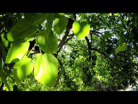 Free 4K Stock Footage: Sunlight Through Leaves