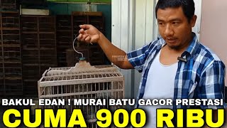 SUDAH GAK MAHAL ! BURUNG MURAI BATU GACOR PRESTASIAN CUMA 900 RIBU MASIH BISA DISENGGOL DI KIOS INI